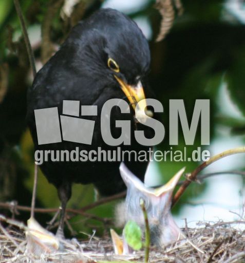 Amsel-3-Tag-2.jpg